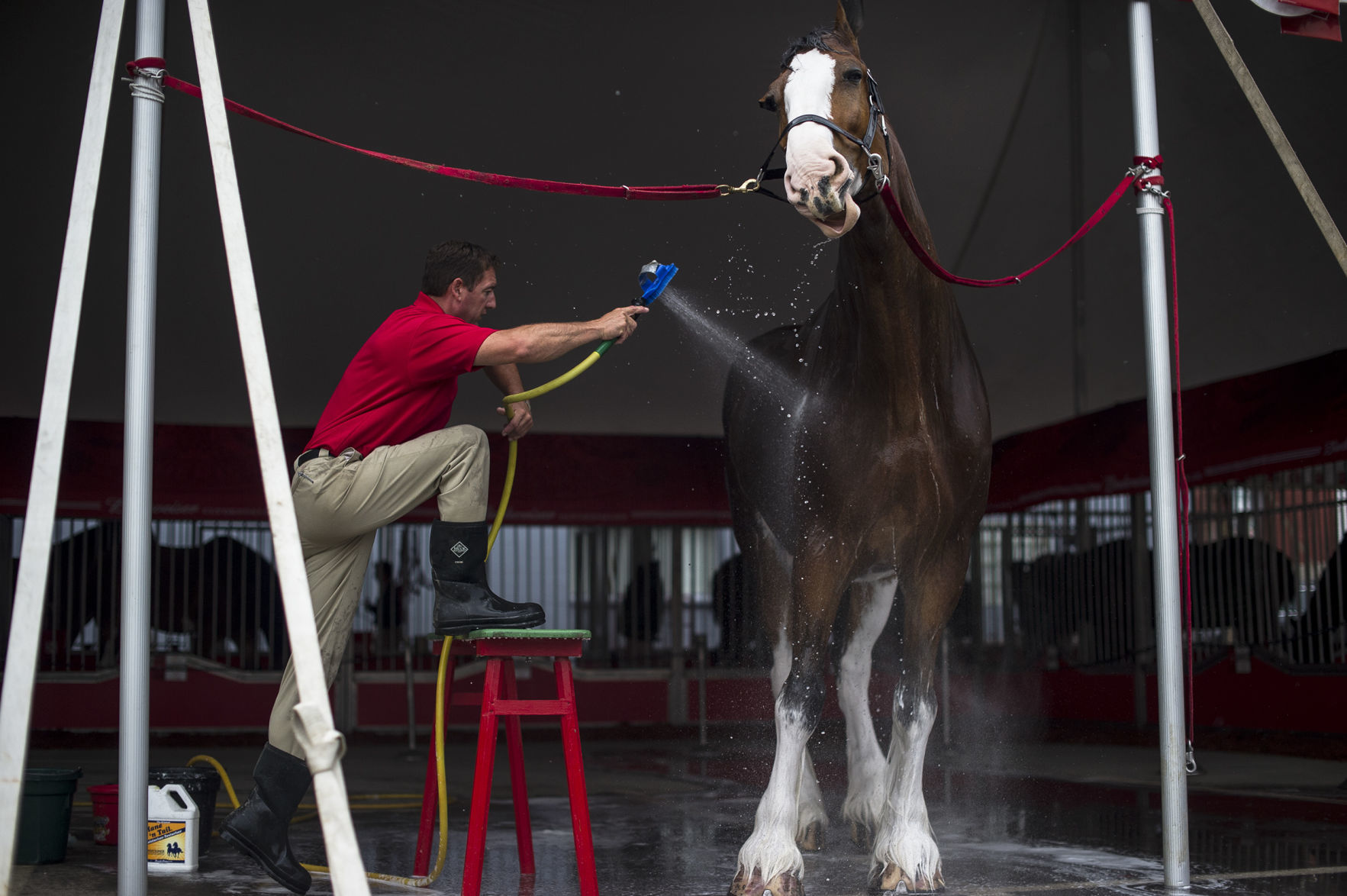 Budweiser Clydesdales 01